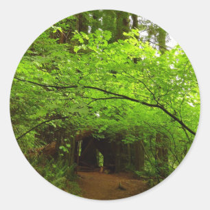 Maple Trees in Redwood Forest Classic Round Sticker