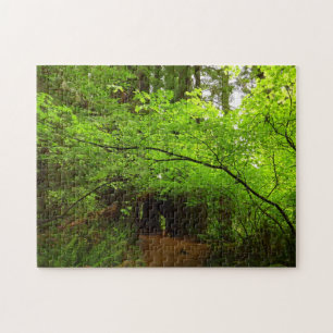 Maple Trees in Redwood Forest Jigsaw Puzzle