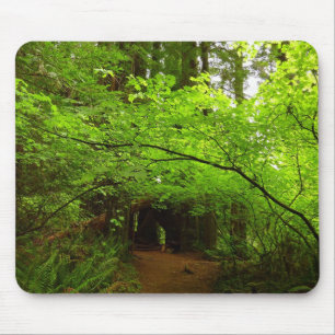 Maple Trees in Redwood Forest Mouse Mat