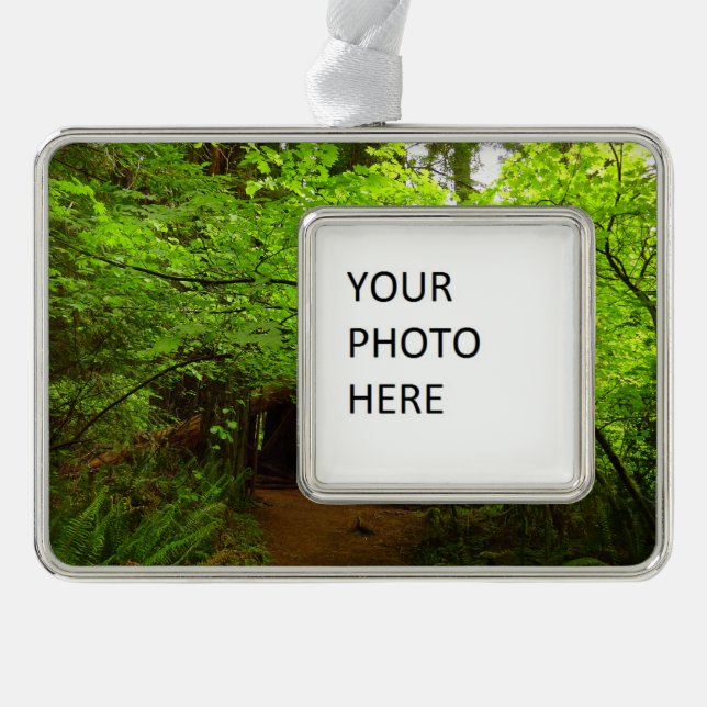 Maple Trees in Redwood Forest Silver Plated Framed Ornament (Front)