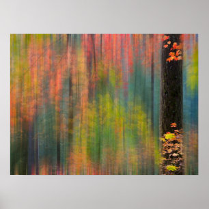 Maple Trees   Silver Falls State Park Poster