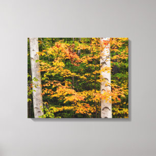 Maple & White Birch   White Mountains, NH Canvas Print