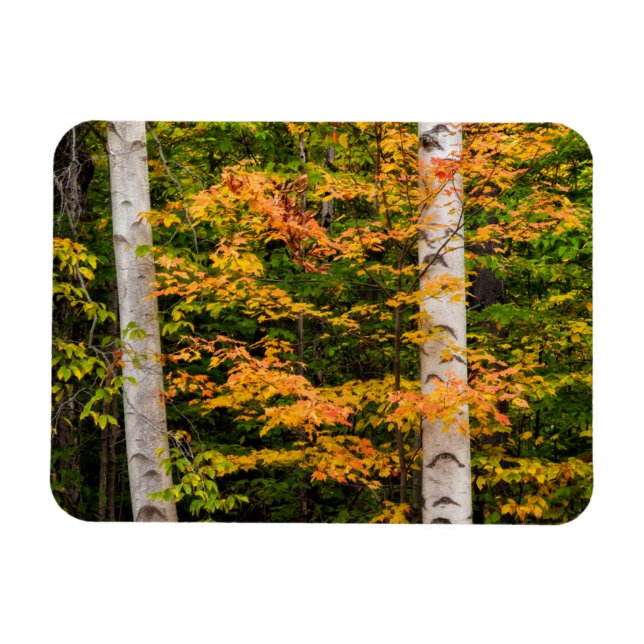 Maple & White Birch | White Mountains, NH Magnet (Horizontal)