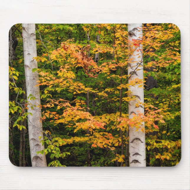 Maple & White Birch | White Mountains, NH Mouse Mat (Front)