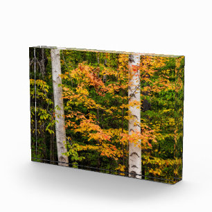 Maple & White Birch White Mountains, NH Photo Block