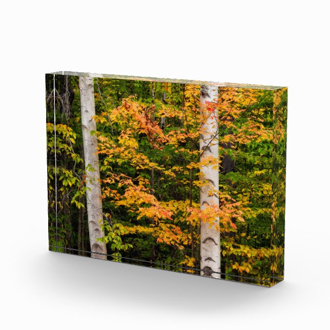 Maple & White Birch | White Mountains, NH Photo Block (Right)