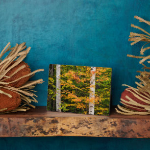 Maple & White Birch White Mountains, NH Plaque