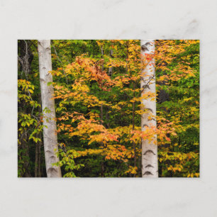 Maple & White Birch   White Mountains, NH Postcard