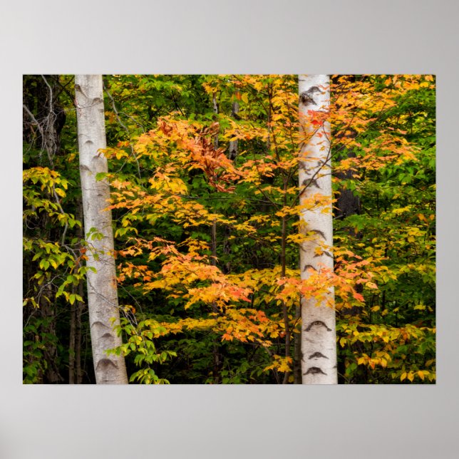 Maple & White Birch | White Mountains, NH Poster (Front)