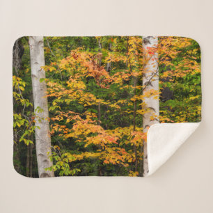 Maple & White Birch   White Mountains, NH Sherpa Blanket