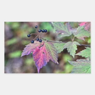 Mapleleaf Viburnum Autumn Leaves and Berries Rectangular Sticker