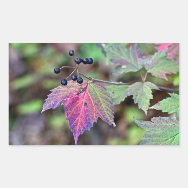 Mapleleaf Viburnum Autumn Leaves and Berries Rectangular Sticker (Front)