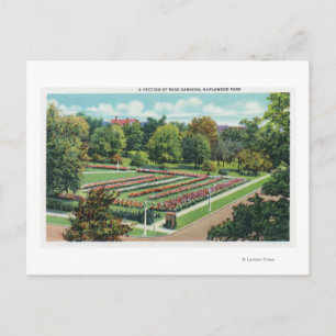 Maplewood Park Rose Garden View Postcard