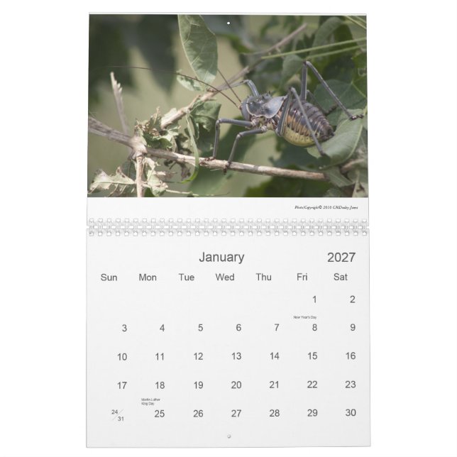 Mapungubwe NP RSA Wildlife 2011/12 Calendar (Jan 2027)