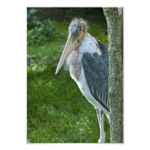 Marabou Photo Print