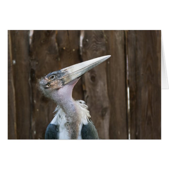 Marabou Stork (Front Horizontal)
