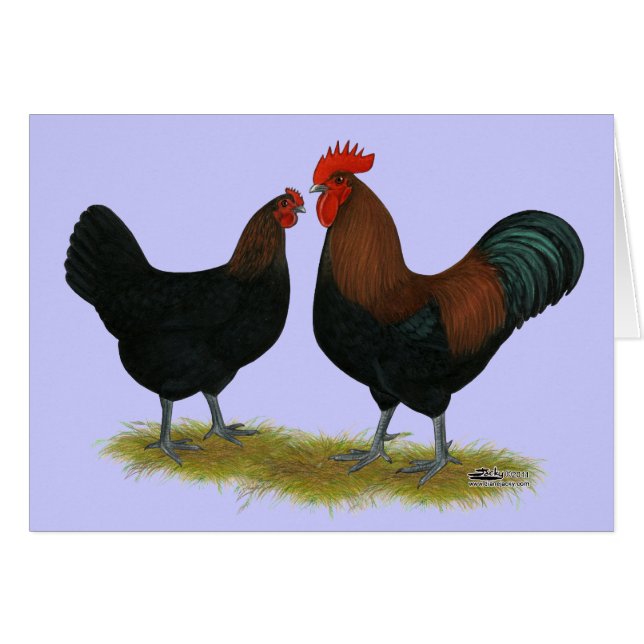 Marans Black Copper (Front Horizontal)