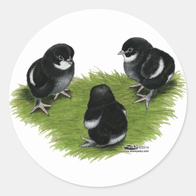 Marans Black Copper Chicks Classic Round Sticker (Front)