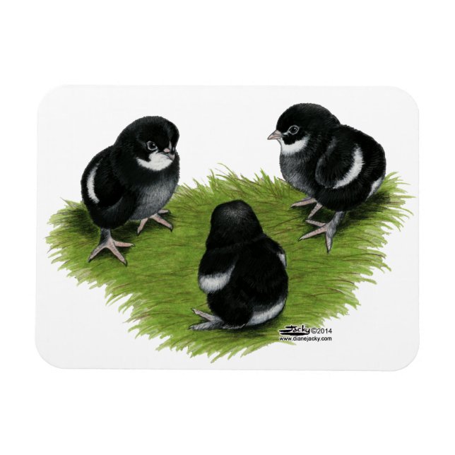 Marans Black Copper Chicks Magnet (Horizontal)