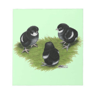 Marans Black Copper Chicks Notepad