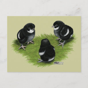 Marans Black Copper Chicks Postcard
