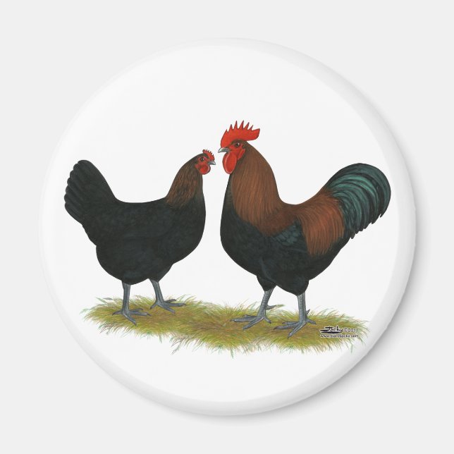 Marans Black Copper Magnet (Front)