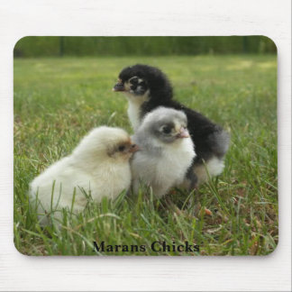 Marans Chicks Mouse Mat
