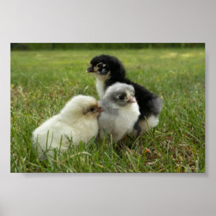 Marans Chicks Poster