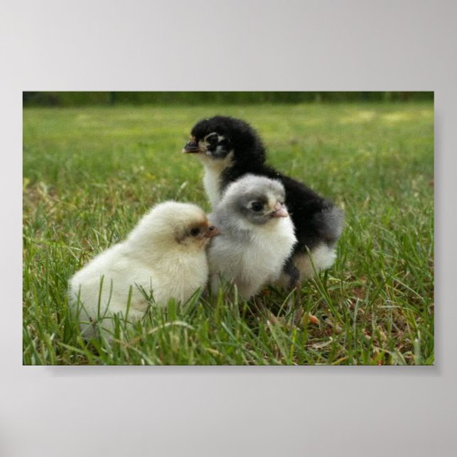 Marans Chicks Poster (Front)