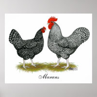 Marans: Cuckoo Pair