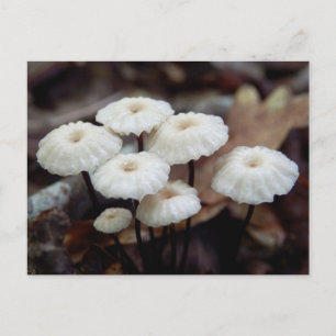 Marasmius rotula Mushroom Postcard