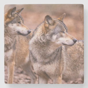 Marble Stone Coaster-Wolves Coaster