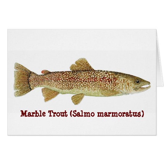 Marble Trout Card