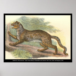 Marbled Cat Poster