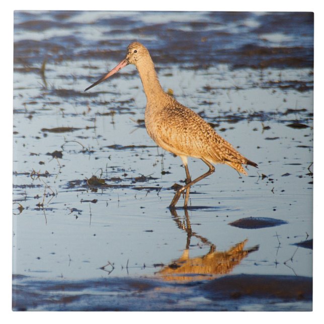 Marbled Godwit in the Pacific Tile (Front)