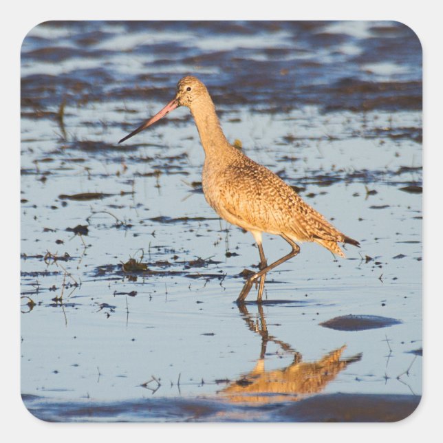 Marbled Godwit Square Sticker (Front)