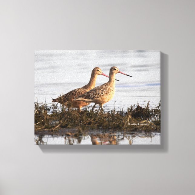 Marbled Godwits at Blackie Spit Canvas Print (Front)