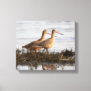 Marbled Godwits at Blackie Spit Canvas Print