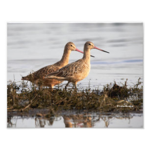 Marbled Godwits at Blackie Spit Photo Print