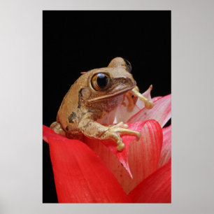 Marbled Reed Frog Poster