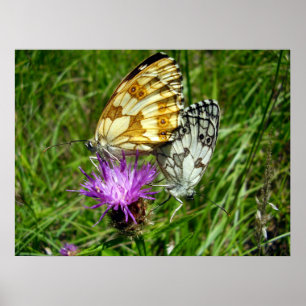 Marbled White Butterflies Poster