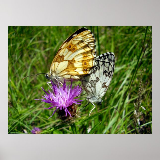 Marbled White Butterflies Poster (Front)