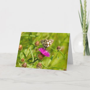 Marbled White Butterfly Note  Card