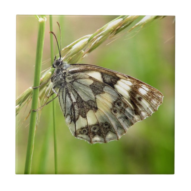 Marbled White Butterfly on Grass Tile (Front)