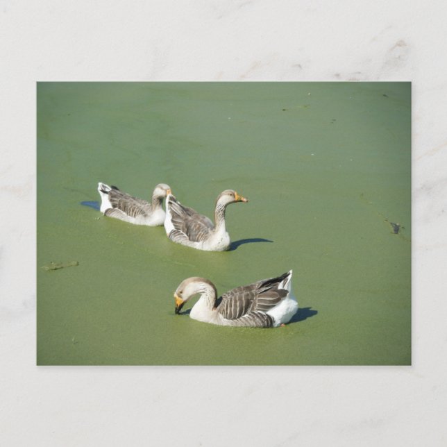 March 4th_Swamp Ducks Postcard (Front)