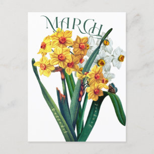March Flowers Jonquil Daffodil Fancy Postcard