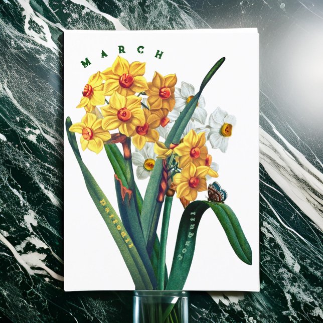 March Flowers Jonquil Daffodil Postcard (Creator Uploaded)