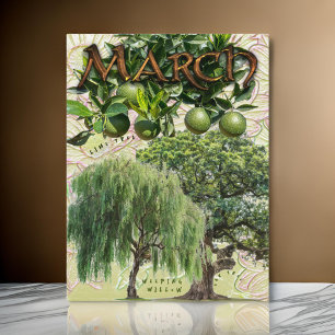 March Month Trees Weeping Willow Lime Oak Postcard