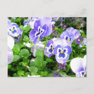March Pansies Postcard