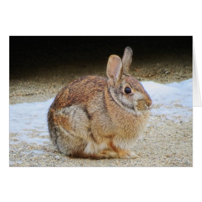 March Rabbit (Front Horizontal)